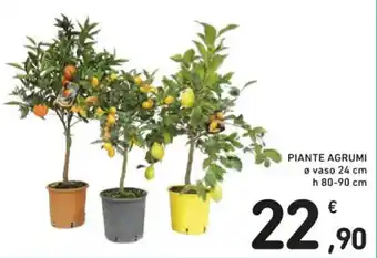 Spazio Conad PIANTE AGRUMI ø vaso 24 cm h 80-90 cm offerta