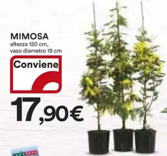Ipercoop MIMOSA altezza 120 cm, vaso diametro 19 cm offerta