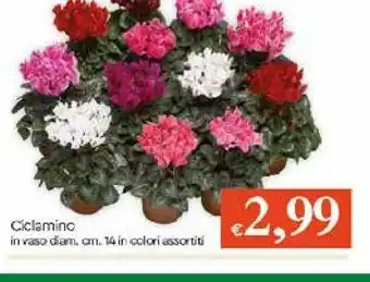 Galassia Ciclamino offerta
