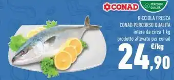 Conad RICCIOLA FRESCA CONAD PERCORSO QUALITÀ intera da circa 1 kg prodotto allevato per conad offerta