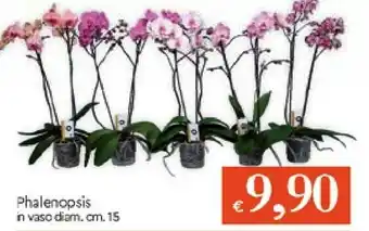 Galassia PHALENOPSIS IN VASO offerta