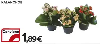 Ipercoop KALANCHOE offerta