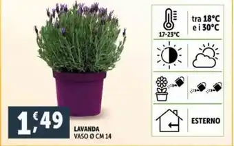 Deco Supermercati LAVANDA VASO Ⓒ CM 14 offerta