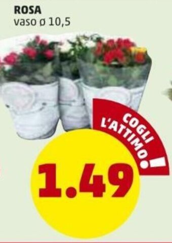 PENNY Rosa offerta