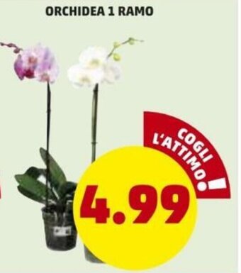 PENNY Orchidea 1 Ramo offerta