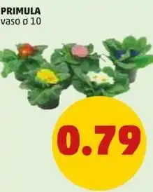 PENNY PRIMULA vaso ø 10 offerta