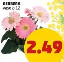PENNY GERBERA vaso ø 12 offerta