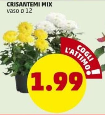 PENNY Crisantemi Mix offerta