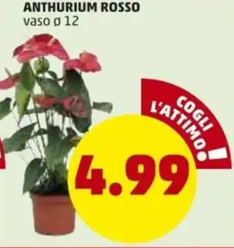 Anthurium Rosso
