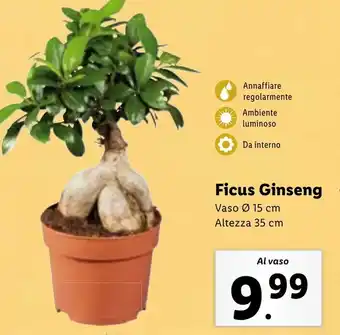 Lidl Ficus Ginseng offerta