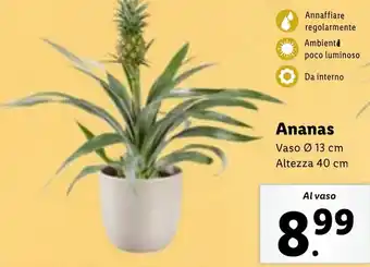 Lidl Ananas offerta
