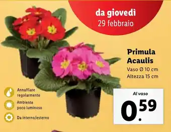 Lidl Primula Acaulis offerta