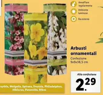 Lidl Arbusti ornamentali offerta