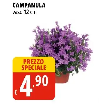 Tigros CAMPANULA vaso 12 cm offerta