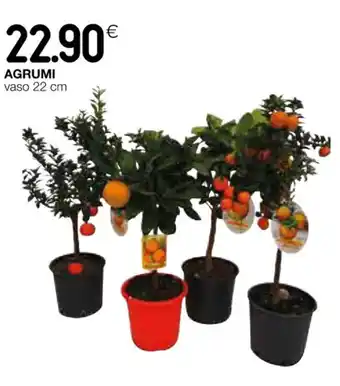 Coop AGRUMI vaso 22 cm offerta