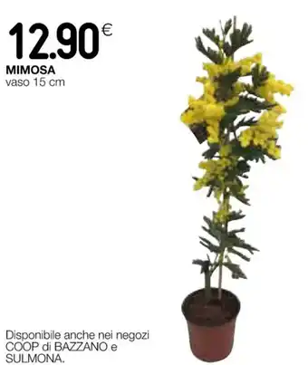 Coop MIMOSA vaso 15 cm offerta