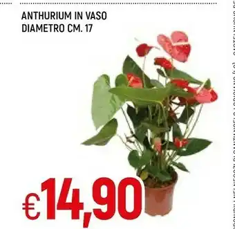 Anthurium In Vaso