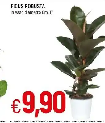 Ficus Robusta