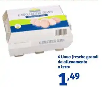 In'S Mercato 6 Uova fresche grandi da allevamento a terra offerta