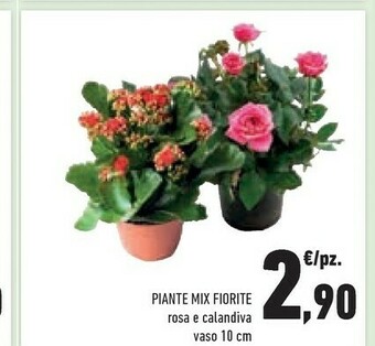 Conad Superstore Piante offerta