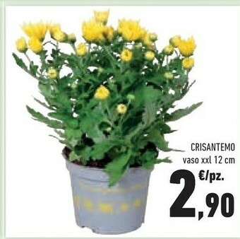 Conad Superstore Piante offerta
