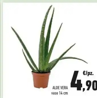 Conad Superstore Vera Piante offerta