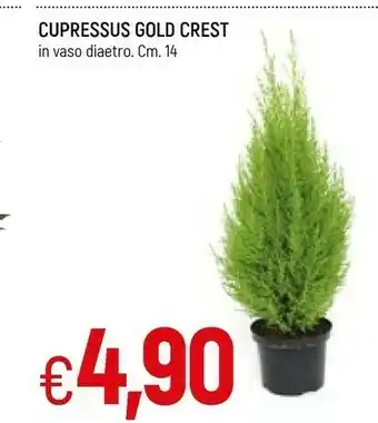 Famila Cupressus Gold Crest offerta