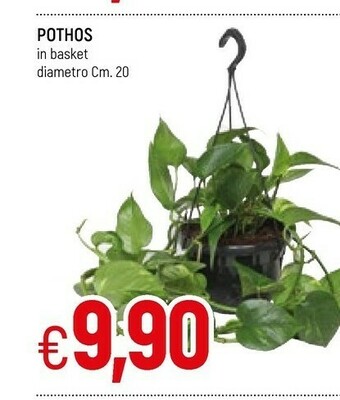 Famila Pothos In Basket offerta