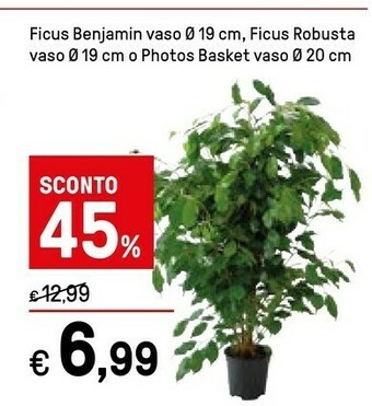 Iper La Grande Ficus Benjamin Vaso 19 Cm offerta