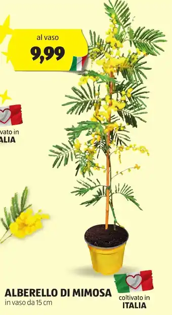 ALDI ALBERELLO DI MIMOSA in vaso da 15 cm offerta