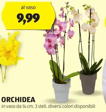 ALDI ORCHIDEA offerta