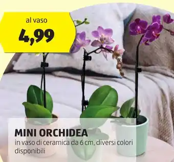 ALDI MINI ORCHIDEA offerta