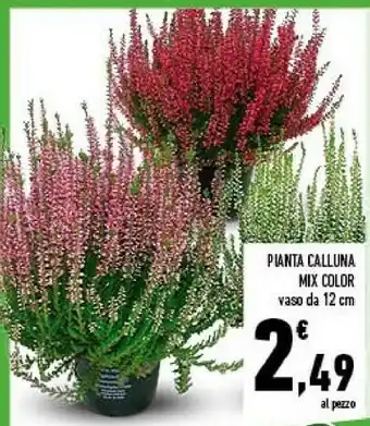 Conad Pianta Calluna Mix Color Vaso offerta