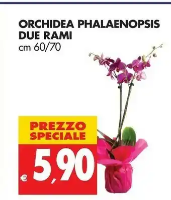 Tigros Orchidea Piante offerta