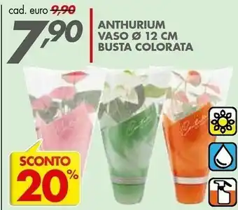 Anthurium
