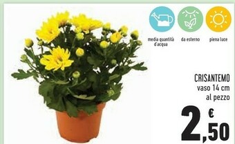 Conad Crisantemo Vaso offerta