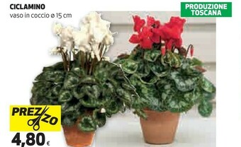 Coop Ciclamino offerta
