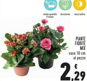 Conad Superstore Piante offerta
