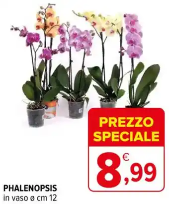 Iperal PHALENOPSIS offerta