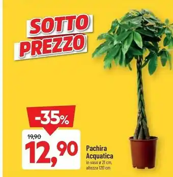 DPiù Pachira Acquatica Vaso 21 Cm offerta