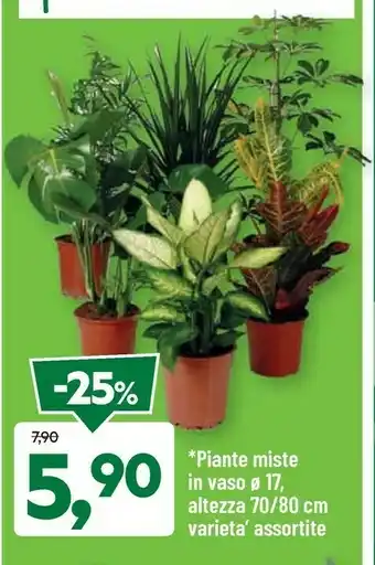 DPiù Piante Miste In Vaso offerta
