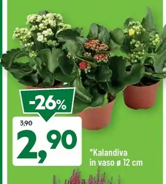 DPiù Kalandiva In Vaso offerta