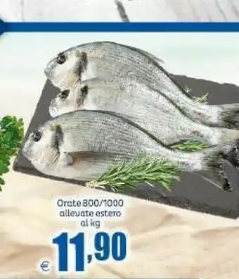 Elite Orate offerta
