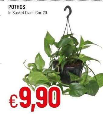 Famila Piante offerta