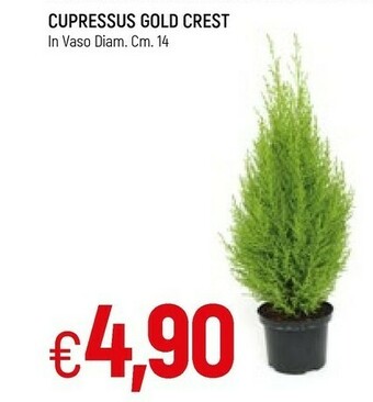 Famila Piante offerta