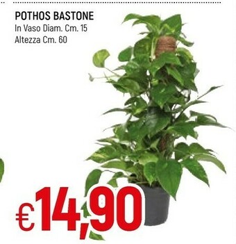 Famila Piante offerta