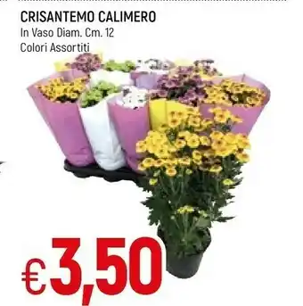 Famila Calimero Piante offerta