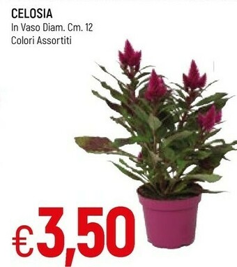 Famila Piante offerta