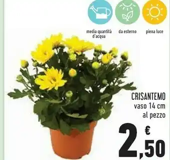 Conad Crisantemo