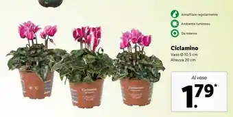 Lidl Ciclamino